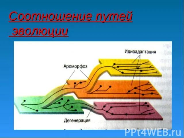 Эволюционные изменения ароморфоз идиоадаптация дегенерация. Эволюция ароморфоз идиоадаптация дегенерация. Направления эволюции ароморфоз идиоадаптация дегенерация. Пути эволюции ароморфоз идиоадаптация дегенерация.