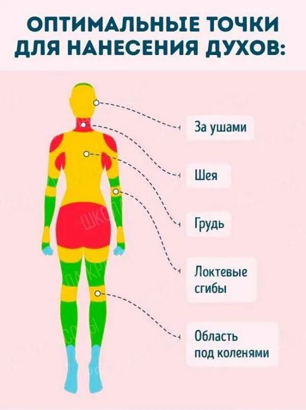 Куда лучше всего наносить духи. Как правильно наносить духи. Зоны нанесения духов. Куда наносить парфюм. Куда наносить парфюм мужчине.