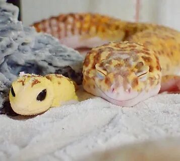 Эублефар игрушка