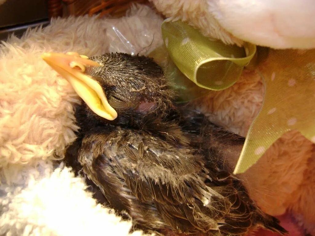 Желторотые птенцы скворцов. Птенец зеленушки. Гнезда скворцов. Гнездо скворца. Птенцы скворцов.