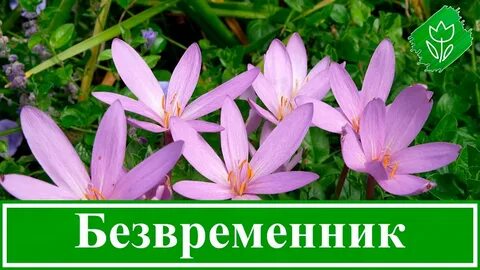 Цветок безвременник описание