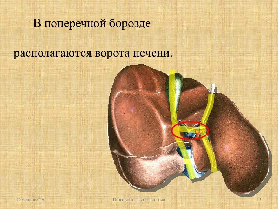 Образование в воротах печени. Анатомические образования в воротах печени. Ворота печени анатомия. Ворота печени расположены в борозде.