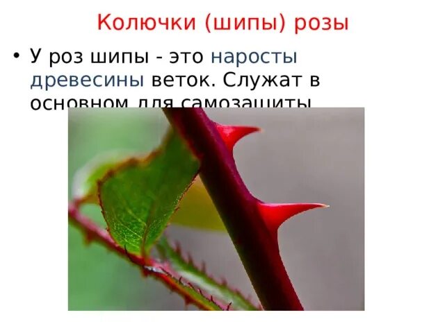 Колючки кактуса и шипы розы. Шипы розы это видоизмененные листья. колючки розы это видоизмененные. шипы розы это видоизмененные. колючки барбариса и шипы розы.