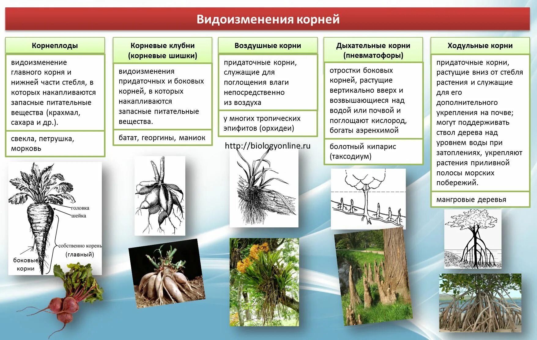 Виды измененные корни. Особенности строения видоизменения корня корнеплодов таблица. Микориза видоизменённый корень. Видоизменение корня воздушные корни.