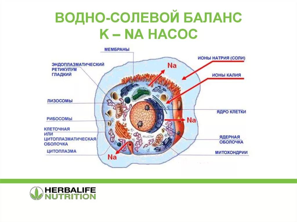 Клетки равновесия. Водно солевой баланс. Водно-солевой баланс в организме. Водносилевой баланс.