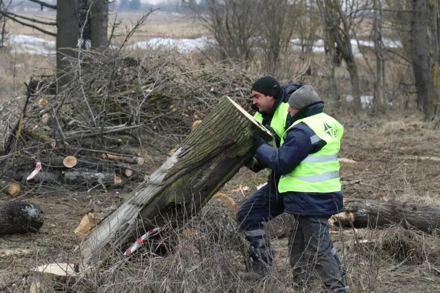 Спилили дерево с террористом. Опасные деревья. Спиленные деревья ликвидировали с территории. Дерево угроз. Спил опасных деревьев новая Ладога.