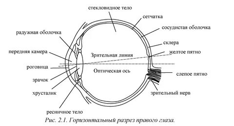 Рассмотрите рисунок 1 3 на которых изображен глаз человека какой отдел.