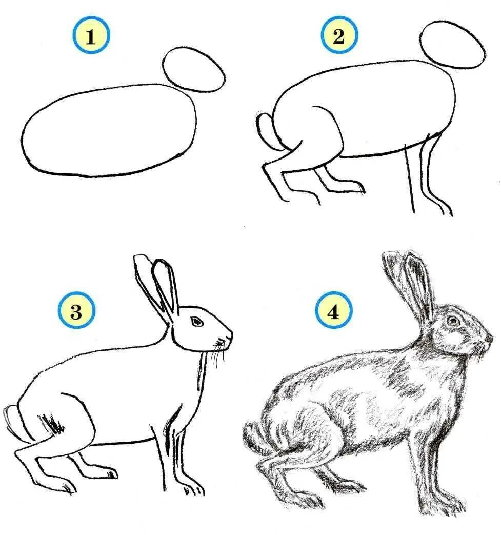 Поэтапное рисование животных. Поэтапное рисование зайца. Нарисовать зайца поэтапно. Как нарисовать зайца карандашом поэтапно. Уроки рисования для начинающих поэтапно