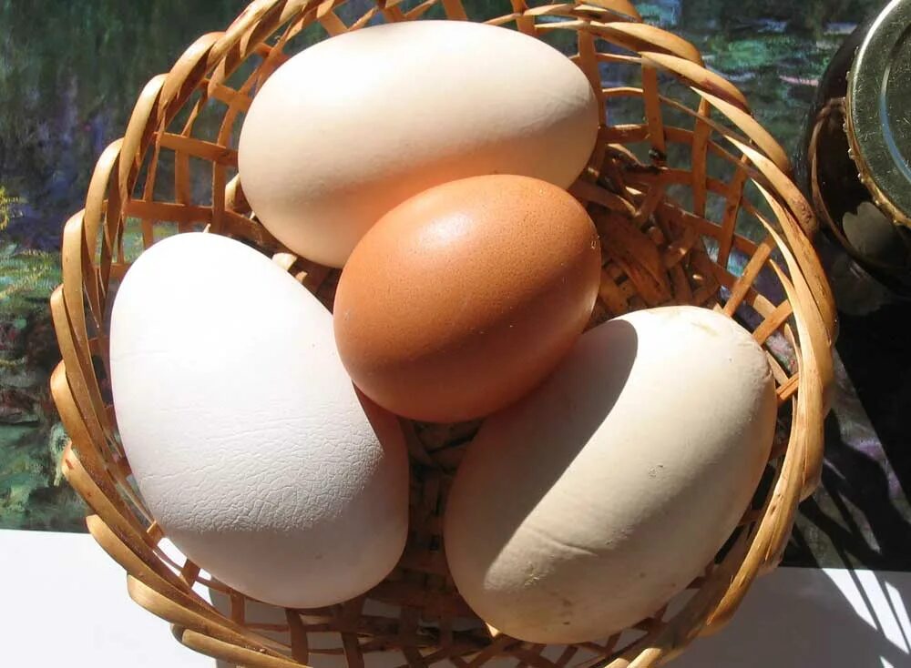 Two eggs. Хочу яйца. Не хочу яйца. Частое употребление яиц. 2 Eggs.