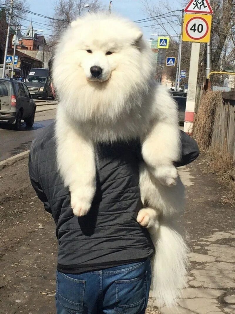 Крупный белый ездовой шпиц
