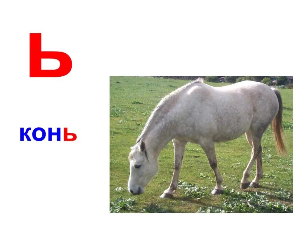 Конь слова. Картинка слова конь. Буква ь конь. Лошадь рисунок ь.