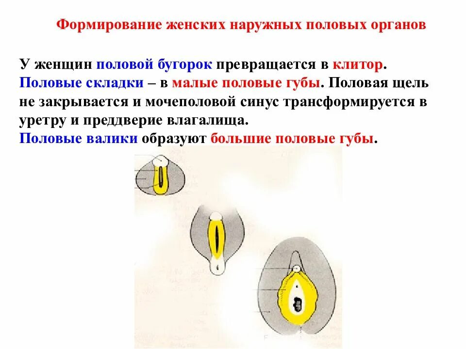 Наружные женские половые органы вид спереди. Наружные женские органы строение анатомия. Строение внешних половых органов. Строение женских.половых органов наружных. Половые губы снизу