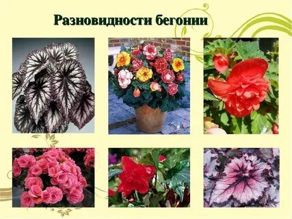 Бегония рассказ
