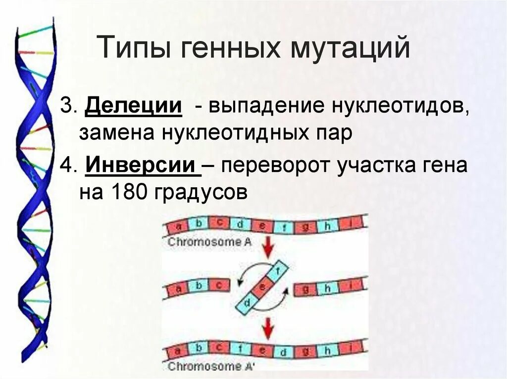 Выпадение нуклеотида. Инверсия генная мутация. Типы мутации ДНК. Делеция нуклеотида. Изменение количества генов