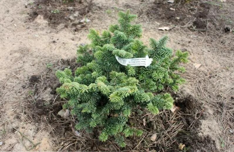 Пихта корейская грин глоб. Abies koreana piccolo. Пихта бальзамическая (abies balsamea). Пихта бальзамическая piccolo. Ель abies koreana.