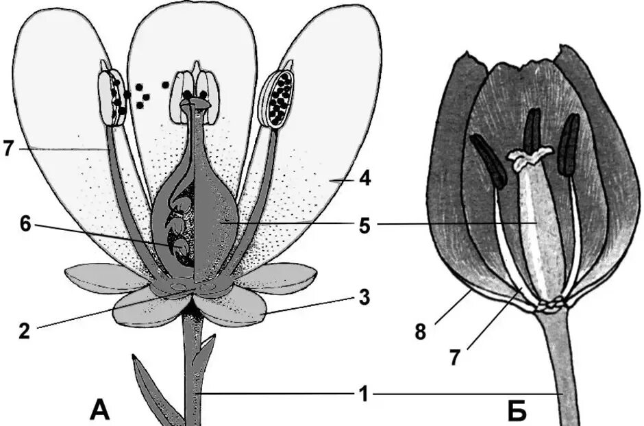 Строение семязачатка лилии. Околоцветник покрытосеменных растений. Строение тычинок цветкового растения. Схема цветка тюльпана биология.