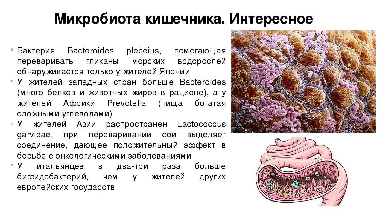 Какие функции выполняют бактерии в организме человека. Микробиом тонкого кишечника. Микробиота кишечника. Микрофлора кишечника. Кишечная микробиота.