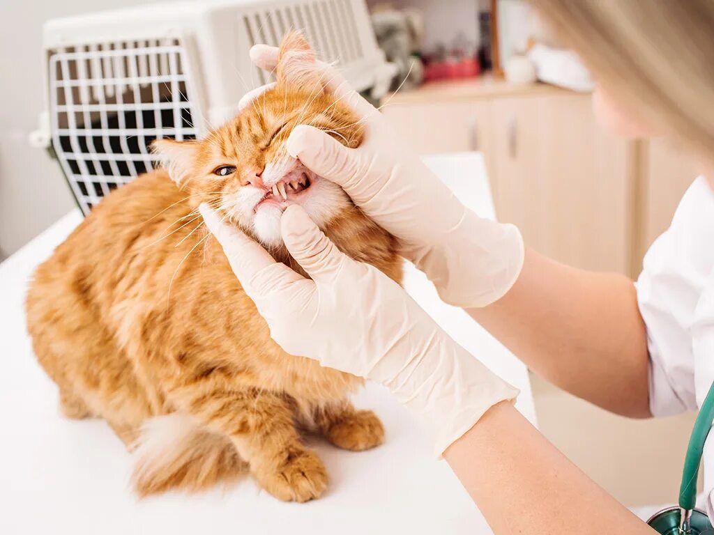 Некормленная кошка. Как лечить кота не есть. Кальцивироз (эозинофильная гранулема). Как лечить кота не есть. Кошачьи паразиты плоские.