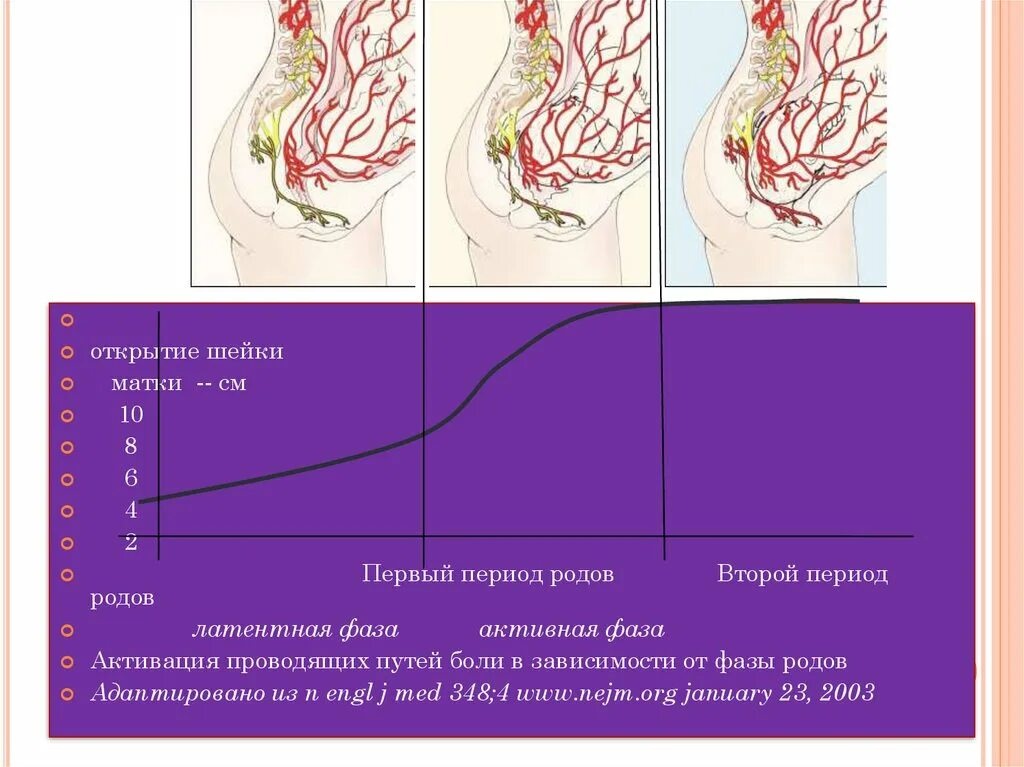 Латентная фаза родов. Фазы раскрытия шейки. Открытие шейки матки по периодам. Раскрытие шейки матки в латентной и активной фазах.