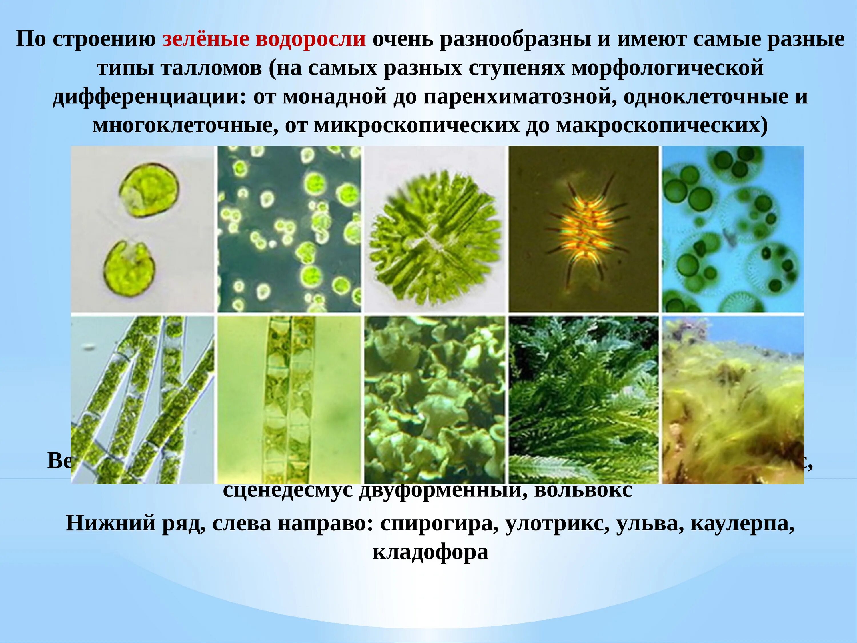 Какие водоросли являются одноклеточными. Chlorophyta отдел зелёные водоросли. Строение таллома зеленых водорослей. Отдел зеленые водоросли строение таллома. Зеленые водоросли 9 класс биология.