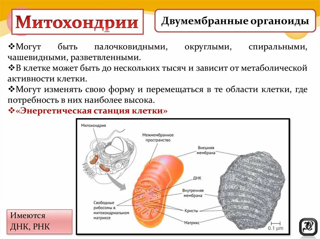 Какова функция органоидов. Мембраны органоидов клетки. Классификация двумембранных органоидов клетки. Классификация немембранных органоидов клетки. Митохондрии органоид ЕГЭ.