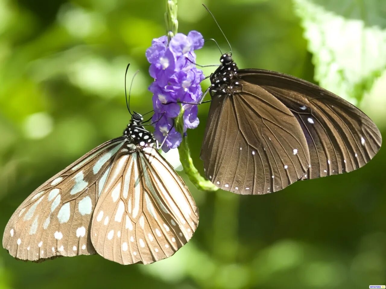 Бабочки живут всего. Климена бабочка. Бабочка Климена 88. Бабочка Баттерфляй. Бабочка омурасаки.