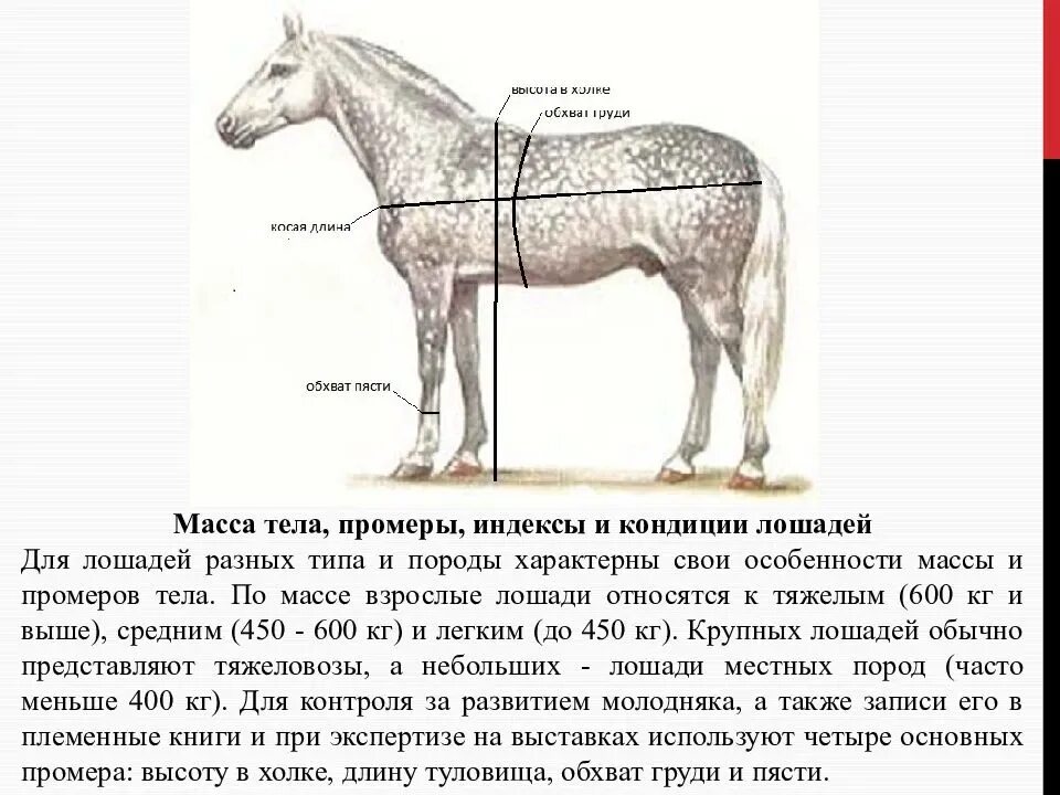 Какая длина лошади. Живая масса лошадей таблица. Таблица измерения веса лошадей. Таблица промеров для жеребят. Измерение промеров лошади.