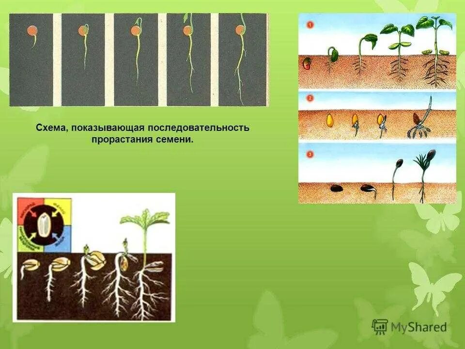 Условия развития семян. Прорастание семян. Порядок прорастания семян. Последовательность проростпнич семи. Схема прорастания семян.