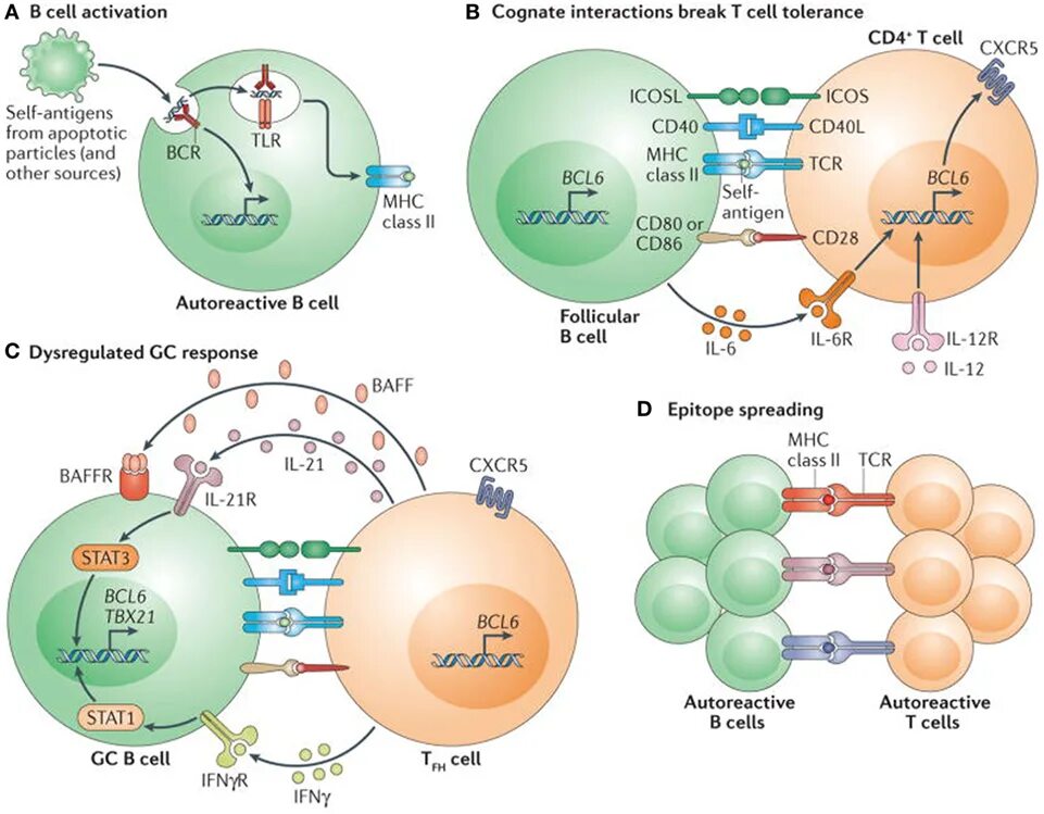 Break cell. B cell activation. self antigen t cell. t dependent b cell activation. self-reactive t cells.