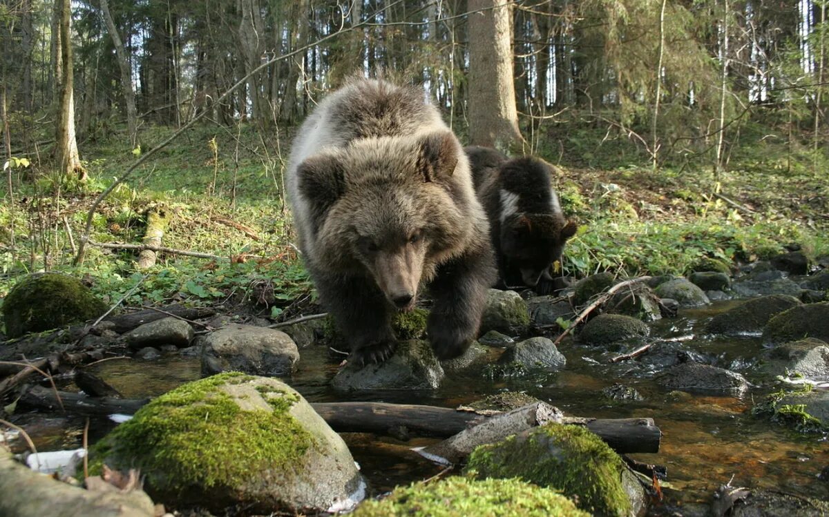 Жизнь медведей в лесу. Медведи в Канаде. Кермодский медведь. Остров большого медведя Канада. Природа Канады медведь.