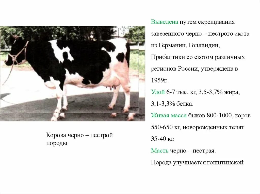 Характеристика черно-пестрой породы крупного рогатого скота. Вес телят по месяцам черно-пестрой породы. Корова породы черно пестрая 2 года вес. Стандарты черно пестрой породы коров.