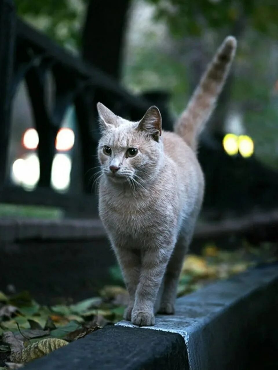 Кошечка гуляет. Кот идет. Коты на улице. Серая кошка на улице. Котенок на улице.
