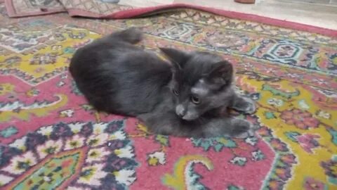Отдам котенка киров