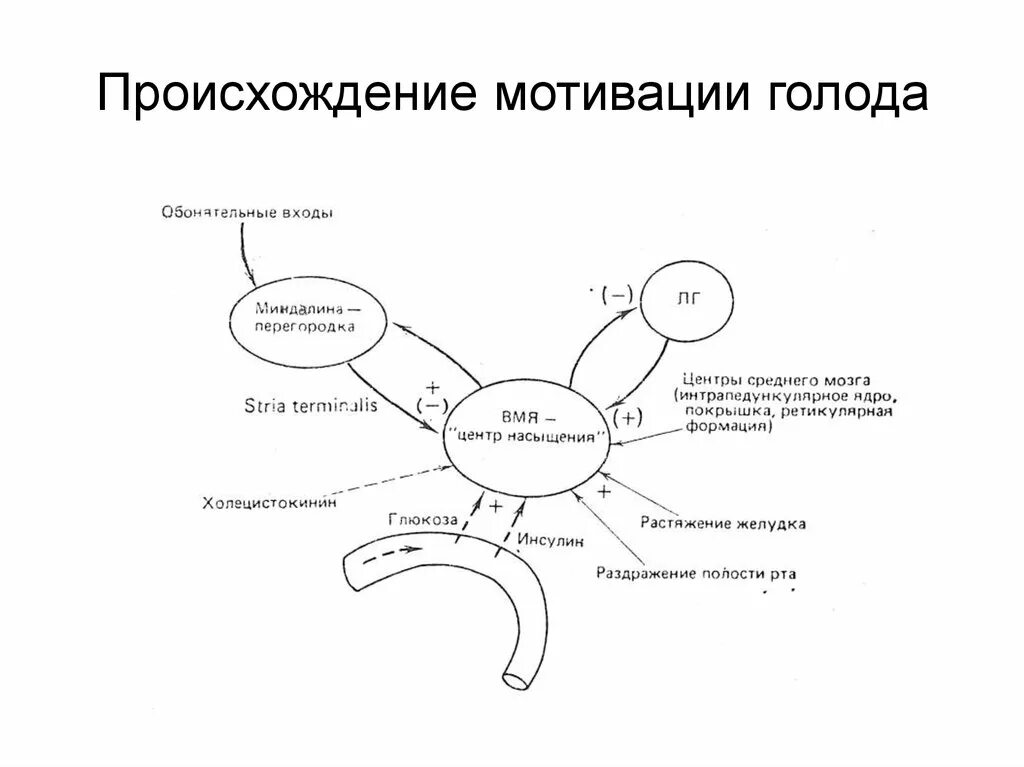 Схема мотивации голода. Схема мотивации голода физиология. Происхождение мотивации. Голод схема. Схема голода