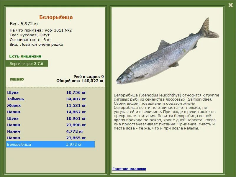 рыба семейства сиговых чир.