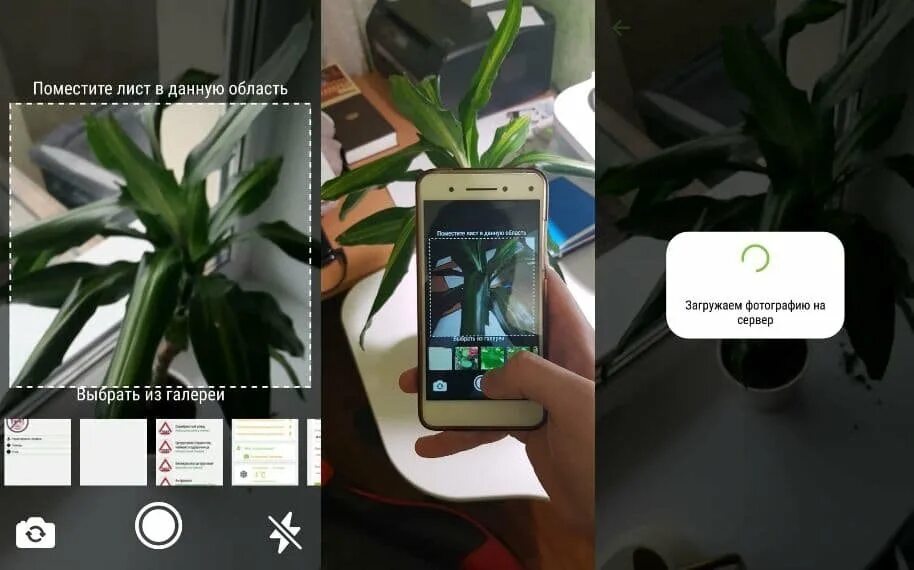Распознавание растения по фото. Приложение растения. Определить по фото растение в телефоне. Распознать цветок по фото приложение. Определить растение по фото приложение.