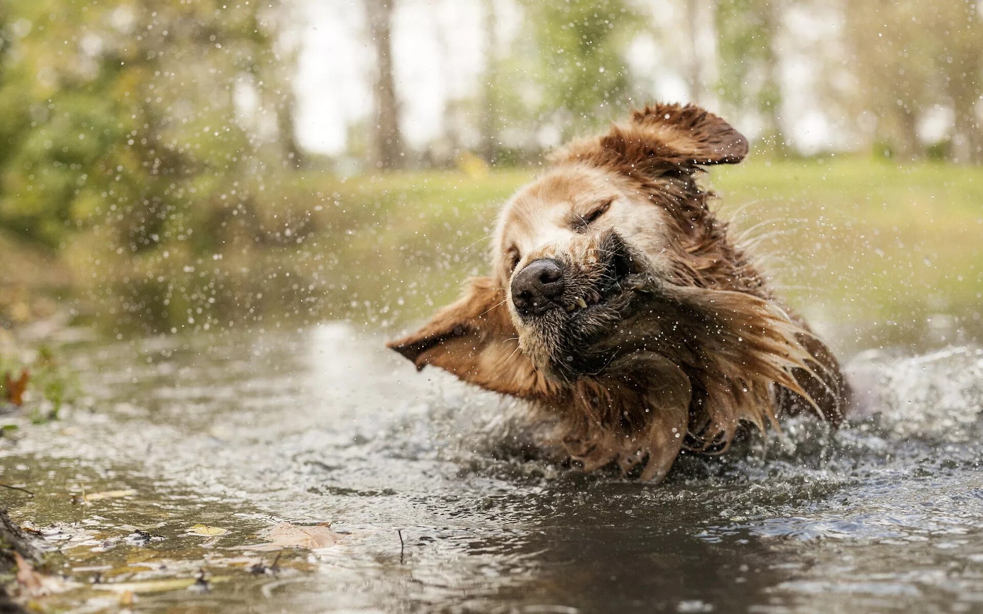 Собака под дождем. Ливень животных. Птица под дождем. Пес под дождем. Ливень животных.