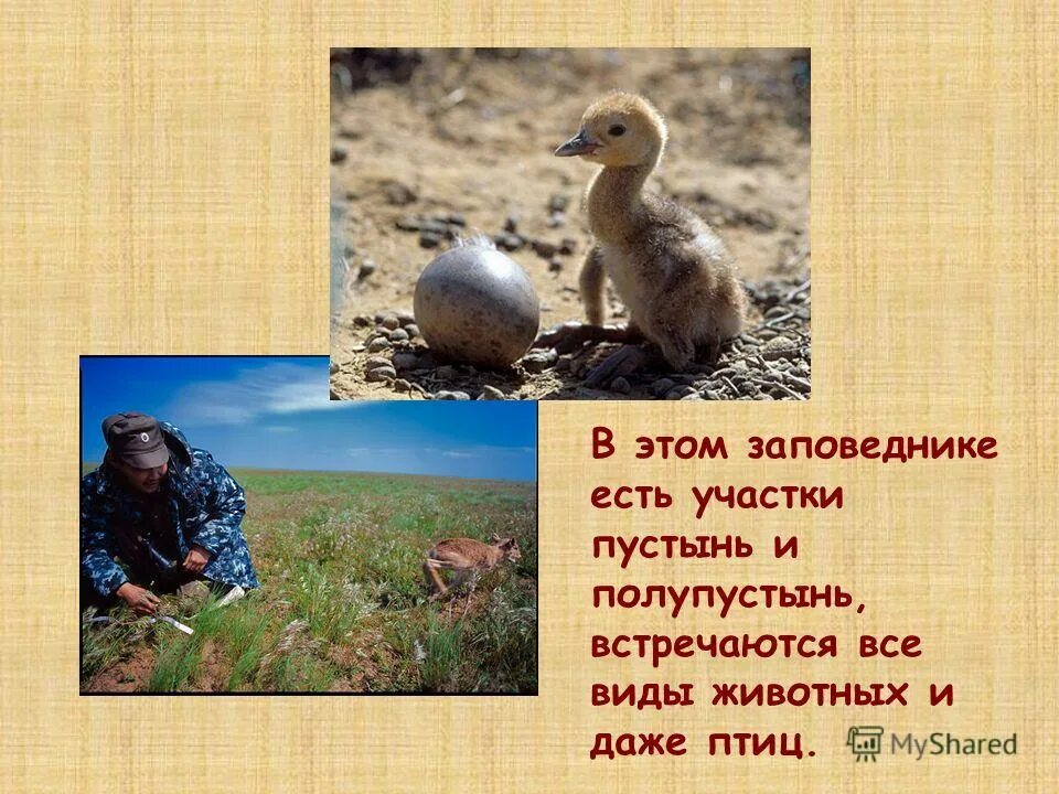 полупустыни и пустыни заповедники и национальные парки. экология проблемы пустыни. заповедники в пустыне. экологические проблемы пустыни. какие заповедники в полупустыне и пустыне.