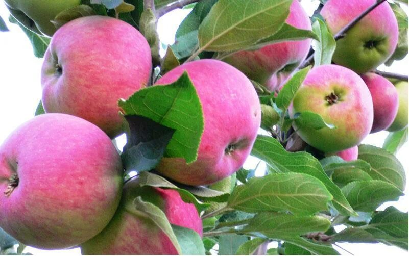 Яблоня алтайское пурпуровое. Яблон вый переменч вый. Мальт яблоки. Яблон вый переменч вый. Кандиль-синап.