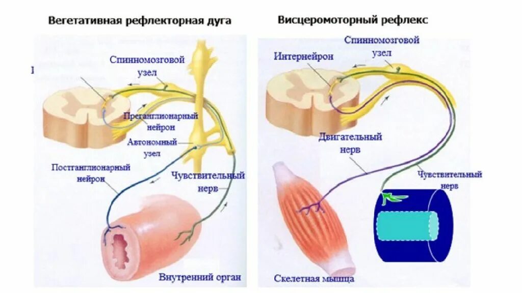 Р рефлекс. Рефлекс ЕГЭ рефлекторная дуга. Схема моторно-висцеральных рефлексов. Вегеативнаярефлекторная дуга. Дуга вегетативного рефлекса.