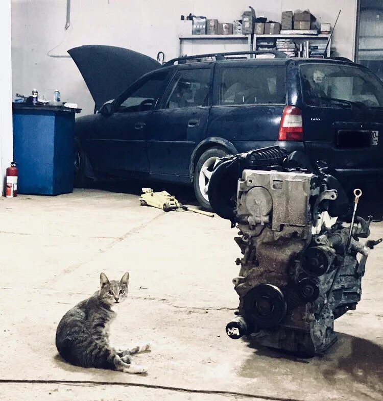 Кот автослесарь. Кот в автомастерской. Коты в автосервисе.
