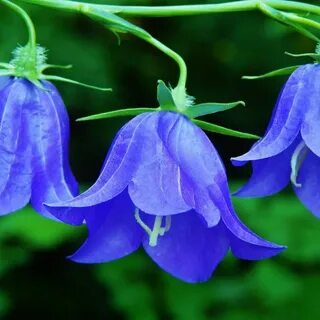 Колокольчики 11