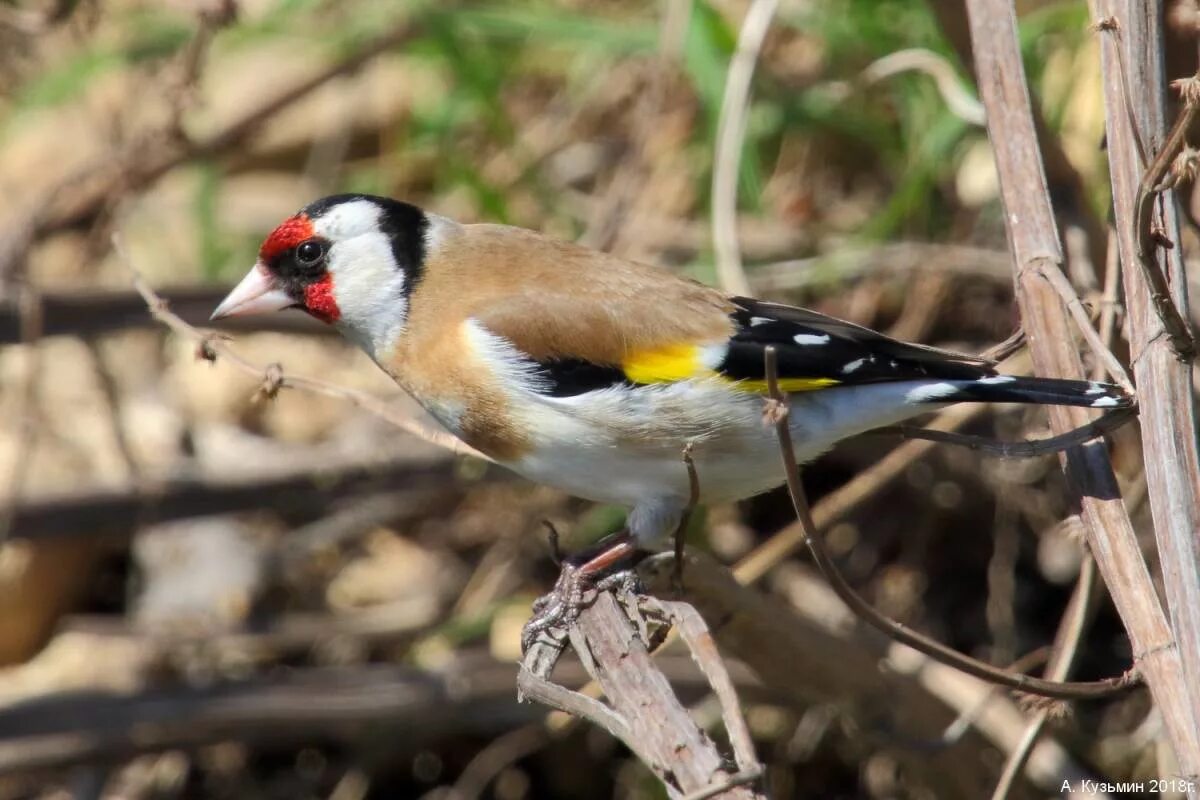 Птички ростов. Птички ростов. Garrulus glandarius. Певчие птицы ростовской. Птицы ростова.