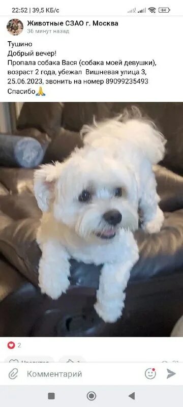 Собака вася. Собака вася. Собака вася. Рядовой вася собака. Фото собака вася.