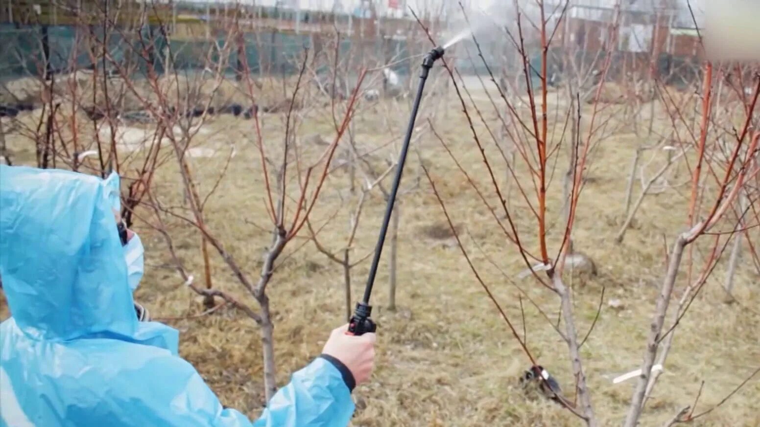 Какие деревья обрабатывают бордосской жидкостью. Медный купорос обработка деревьев яблони. Весенняя обработка деревьев в саду весной. Обработка сада бордосской жидкостью. Весеннее опрыскивание деревь.