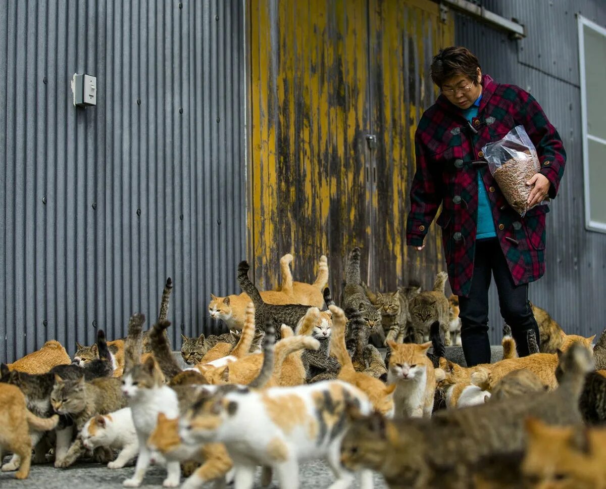 Животные которые много живут. Аосима кошачий остров. Остров кошек в Японии. Аошима остров кошек. Много кошек.