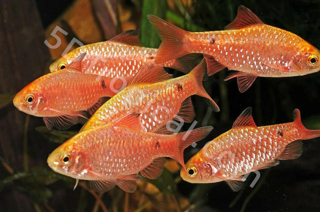 Барбус золотистый. Барбус Огненный (Puntius conchonius). Рыбка Барбус Огненный. Огненный Барбус аквариумная рыбка. Барбус Огненный золотой.