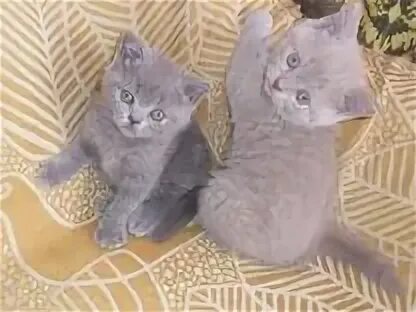 Продаю британских котят