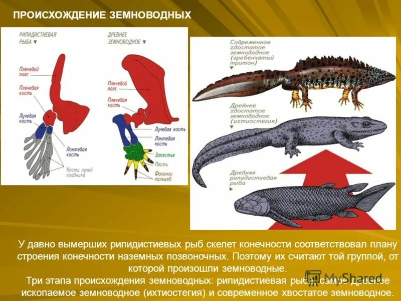 Древние земноводные произошедшие от древних рыб. Земноводные произошли от. Происхождение амфибий. Происхождение наземных позвоночных.