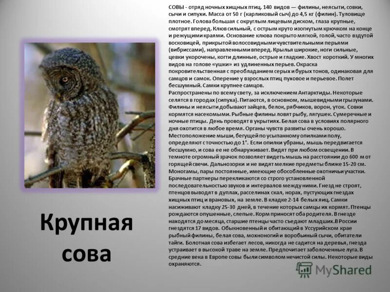характеристика белого филина. белый филин по славянскому календарю характеристика. характеристика белого филина. характеристика белого филина. белый филин славянский гороскоп.